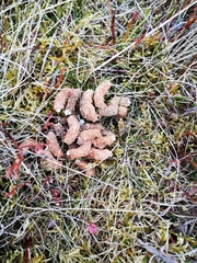 Lagopus lagopus scotica