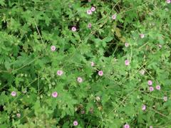 Geranium divaricatum