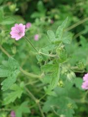 Geranium divaricatum