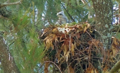 Lophaetus occipitalis