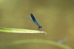Calopteryx splendens