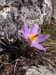 Pulsatilla halleri styriaca