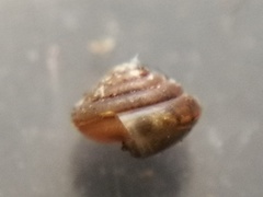 Kaliella