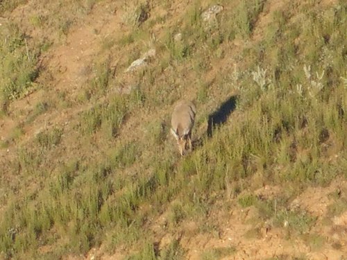 Pelea capreolus