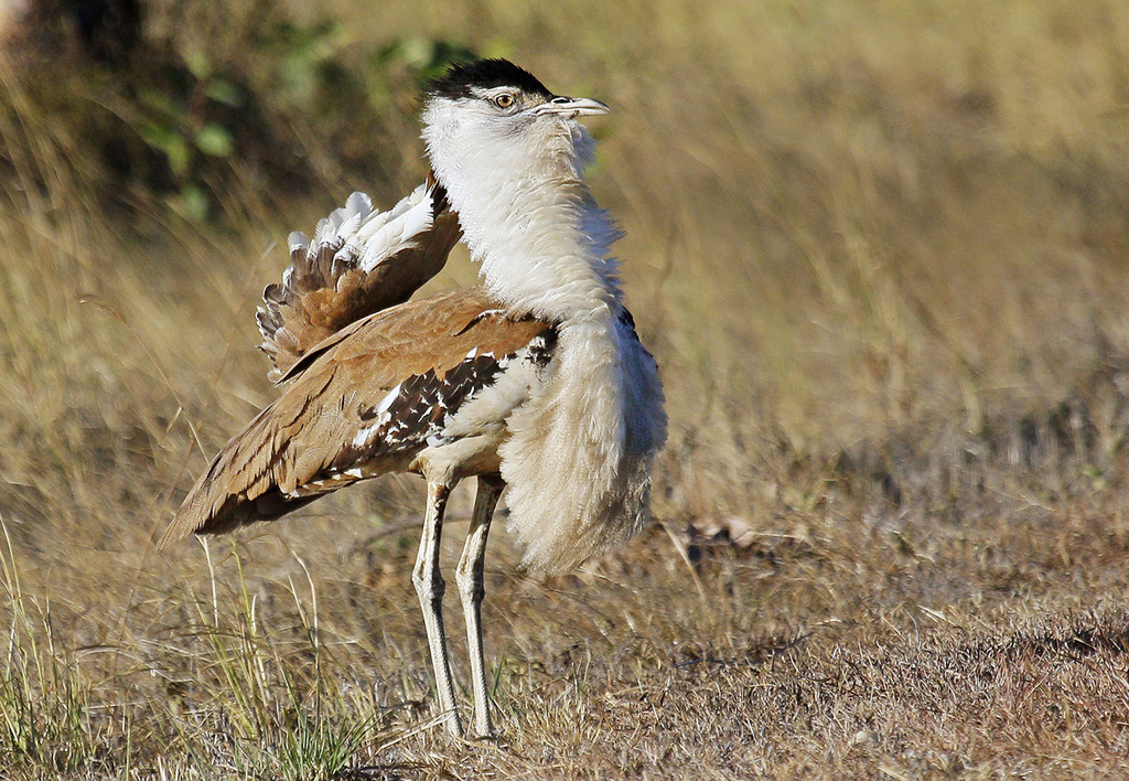 Australian Bustard (Birds of the Avon River Western Australia