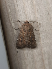 Dasygaster padockina