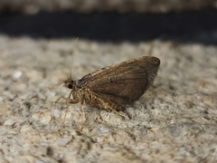 Chrysolarentia vicissata