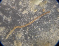 Rhabdammina