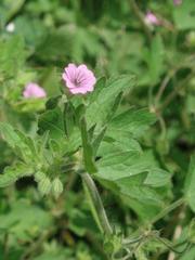 Geranium divaricatum