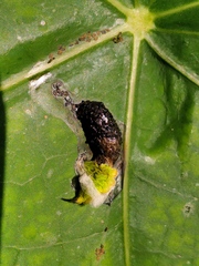 Graphium agamemnon