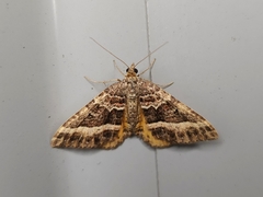 Chrysolarentia vicissata