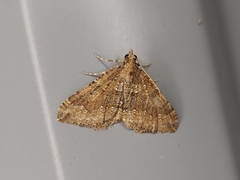 Epyaxa agelasta