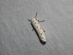 Ethmia coscineutis