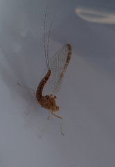 Ephemeroptera