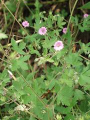 Geranium divaricatum