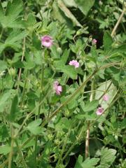 Geranium divaricatum