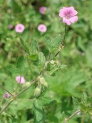 Geranium divaricatum