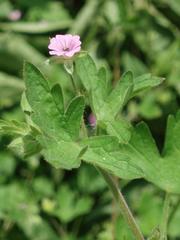Geranium divaricatum