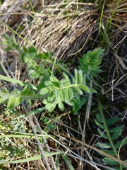 Astragalus exscapus