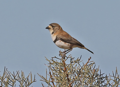 Aphelocephala nigricincta