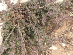 Micromeria microphylla