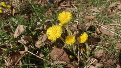 Tussilago farfara