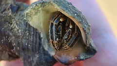 Clibanarius taeniatus