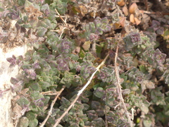 Micromeria microphylla