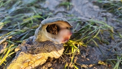 Clibanarius taeniatus