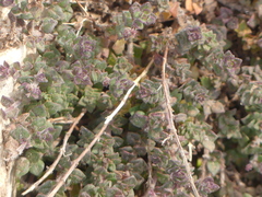 Micromeria microphylla