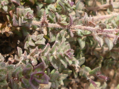 Micromeria microphylla