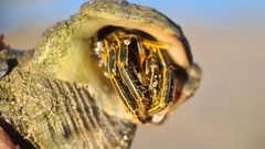 Clibanarius taeniatus