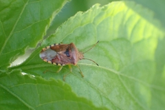 Elasmucha grisea