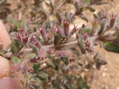 Micromeria microphylla