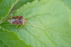 Elasmucha grisea