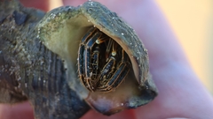 Clibanarius taeniatus