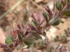 Micromeria microphylla