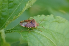 Elasmucha grisea