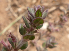 Micromeria microphylla