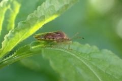 Elasmucha grisea