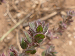 Micromeria microphylla