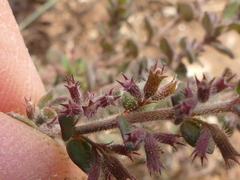 Micromeria microphylla