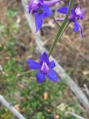 Delphinium parryi