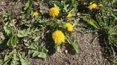 Taraxacum officinale