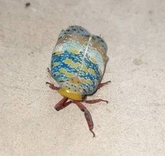 Paropioxys