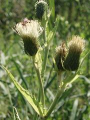 Cirsium tataricum