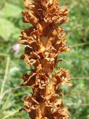 Orobanche kochii