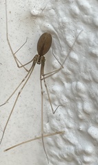 Pholcus opilionoides