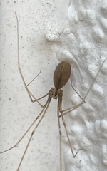 Pholcus opilionoides