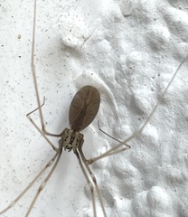 Pholcus opilionoides